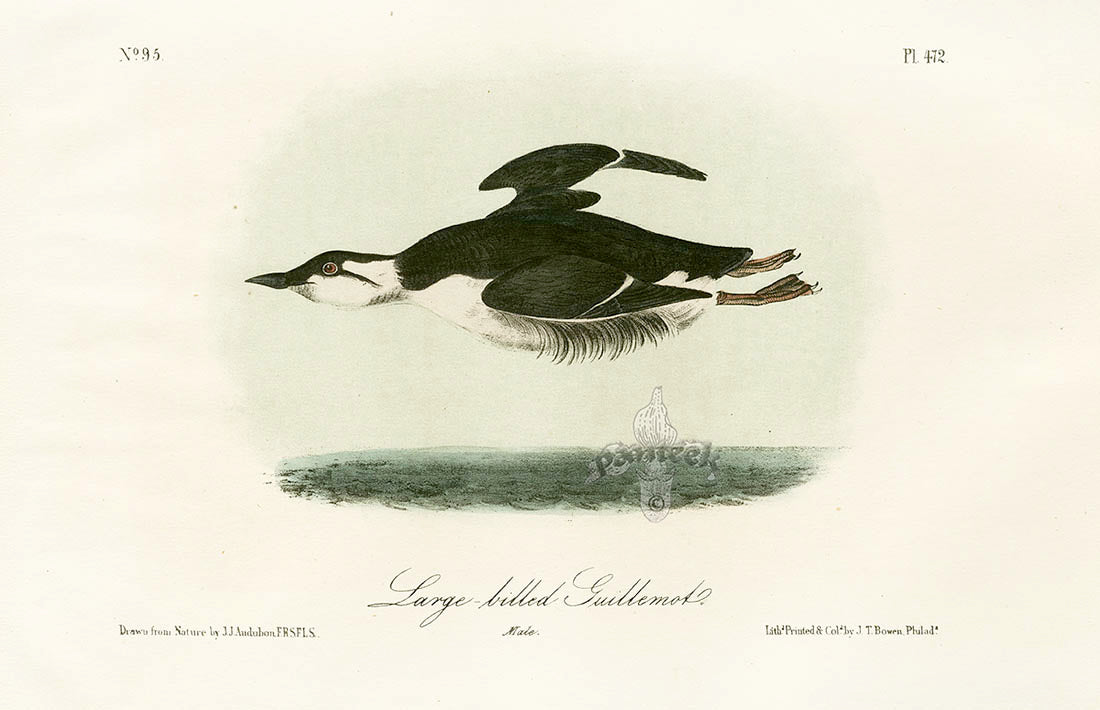 Audubon Birds 1871 Large-billed Guillemot