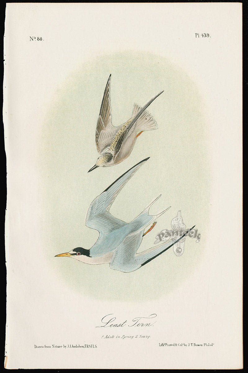 Audubon Birds 1871 Least Tern