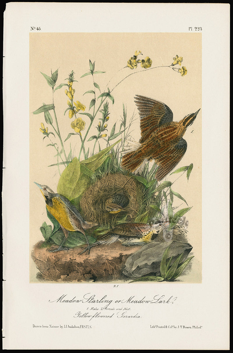 Audubon Birds 1871 Meadow Starling