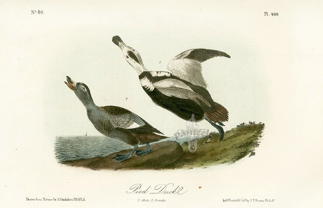Audubon Birds 1871 Pied Duck