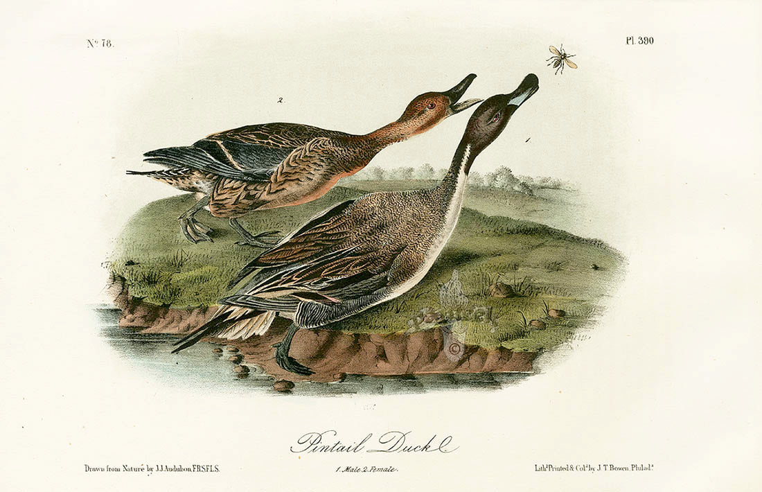 Audubon Birds 1871 Pintail Duck