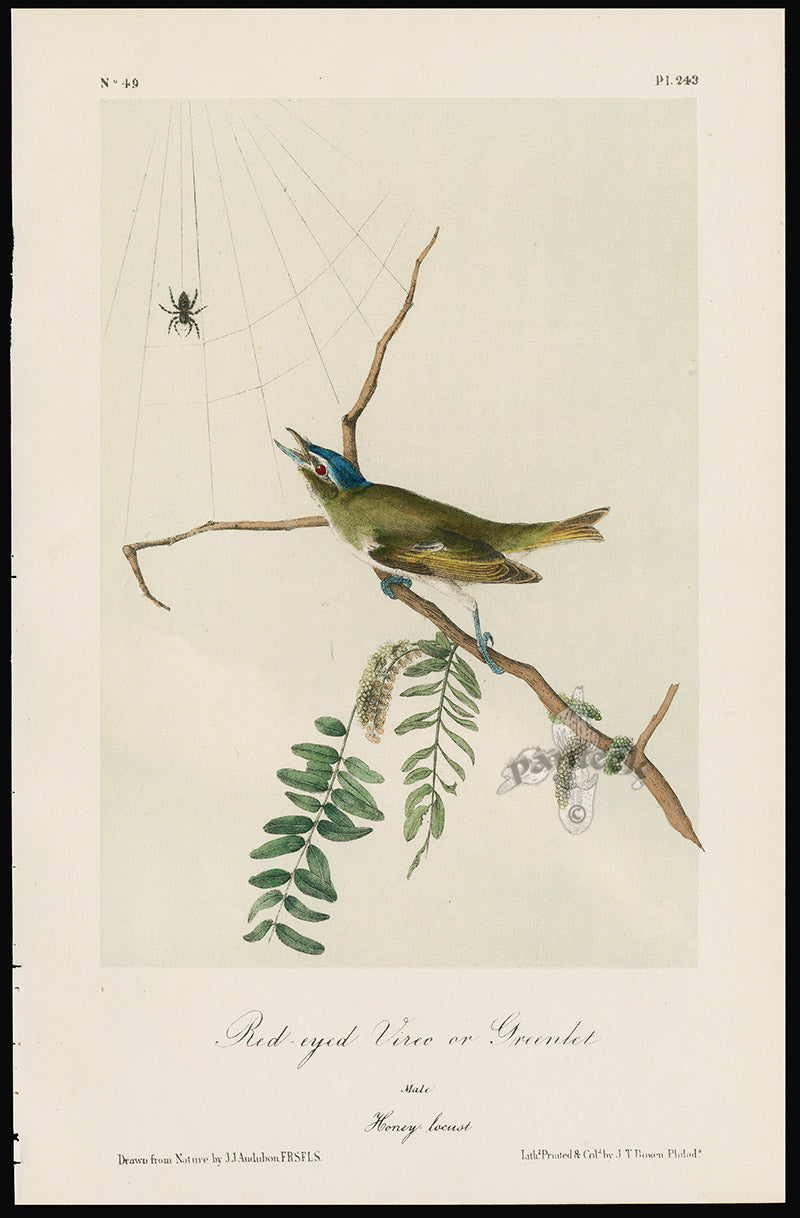 Audubon Birds 1871 Red-eye Vireo