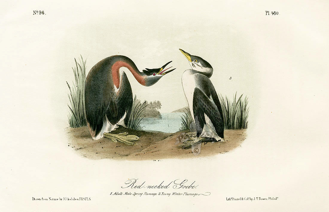 Audubon Birds 1871 Red-necked Grebe