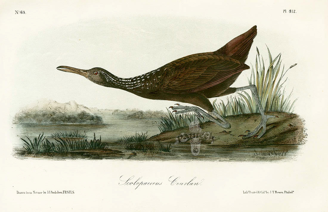 Audubon Birds 1871 Scolopaceous Courlan