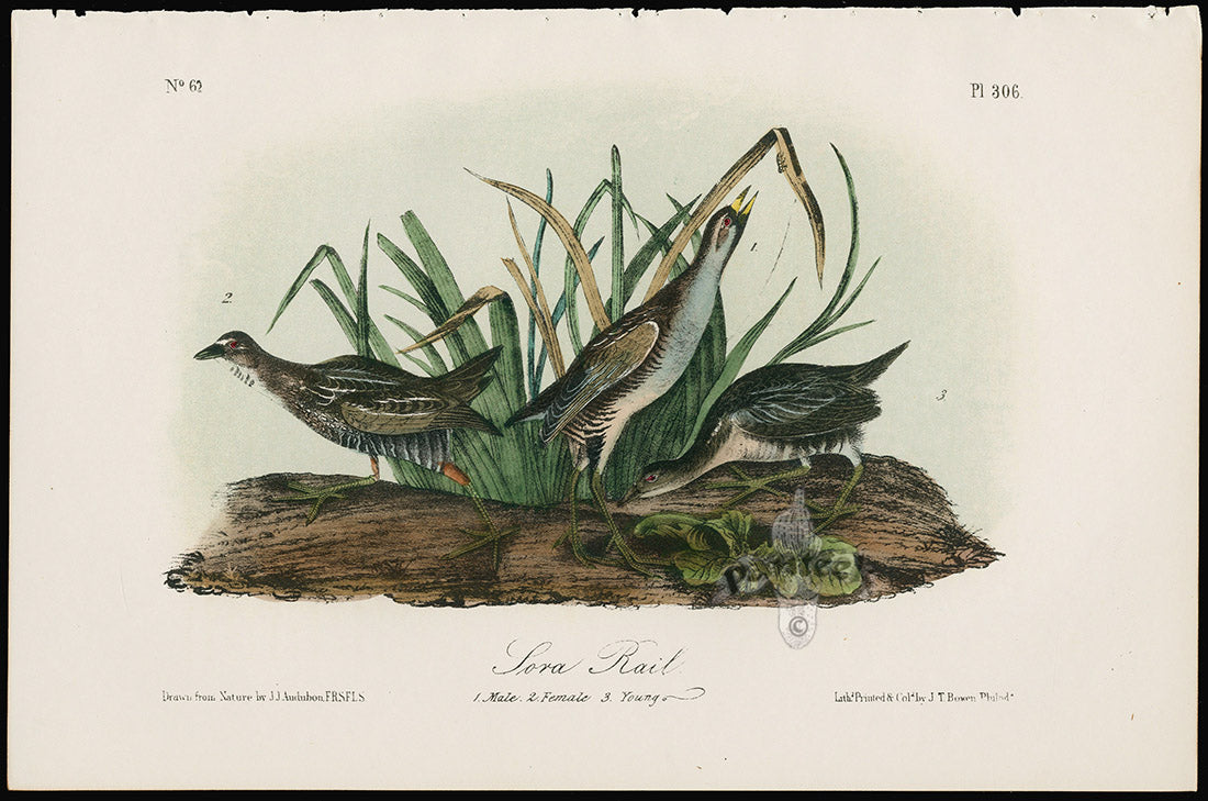 Audubon Birds 1871 Sora Rail