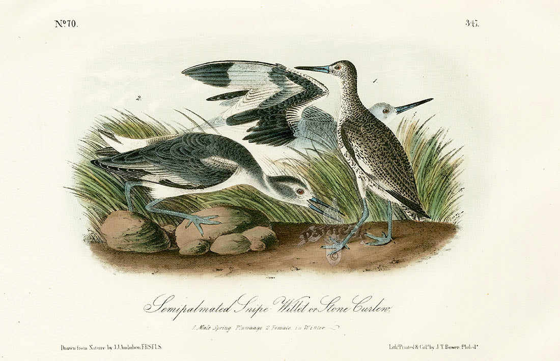 Audubon Birds 1871 Stone Curlew