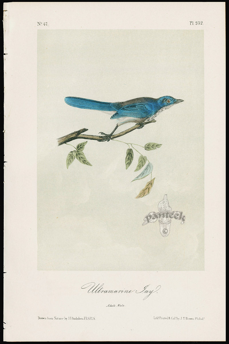Audubon Birds 1871 Ultramarine Jay