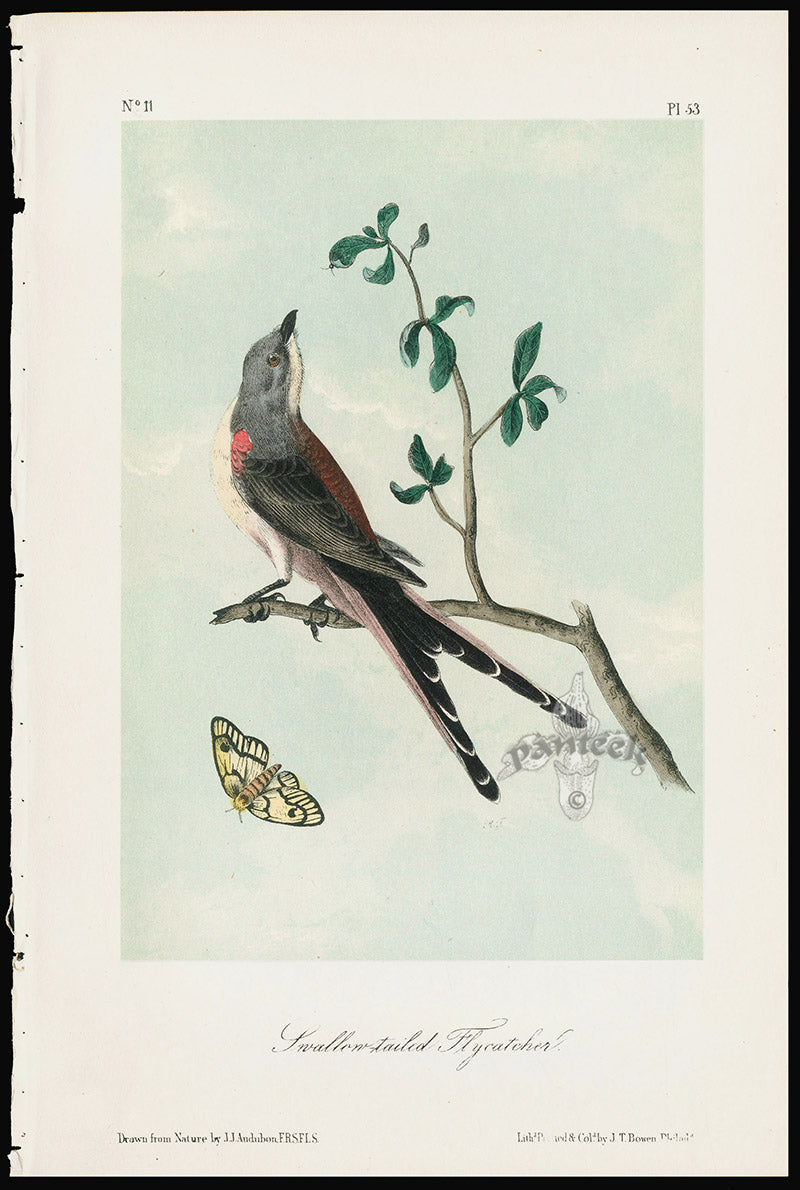 Audubon Birds 1871 Yellow-tailed Flycatcher