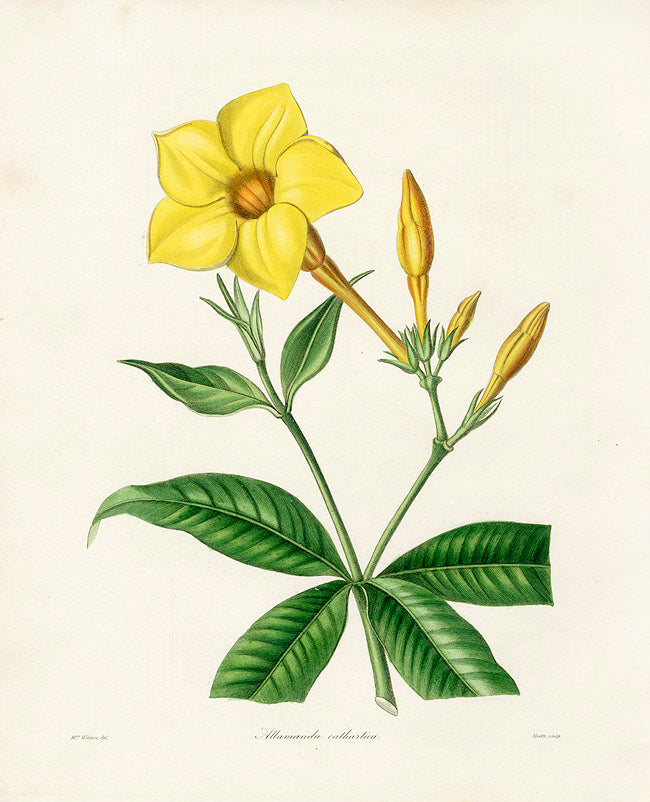 Benjamin Maund 1825 Original Flower Print Allamanda