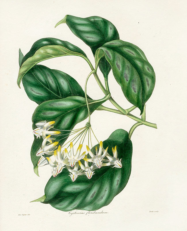 Benjamin Maund 1825 Original Flower Print Cyrtoceras