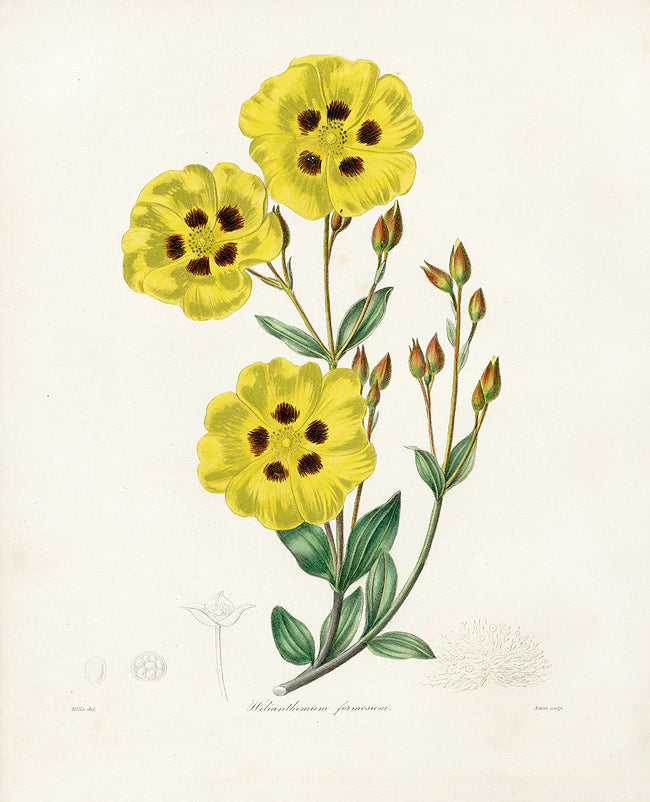Benjamin Maund 1825 Original Flower Print Helianthemum