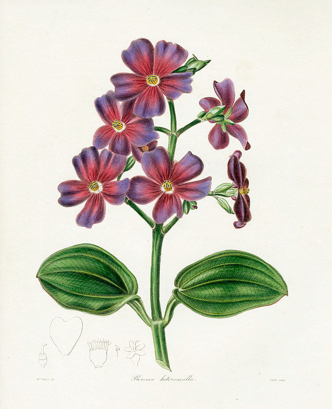 Benjamin Maund 1825 Original Flower Print Heteromallous Pleroma