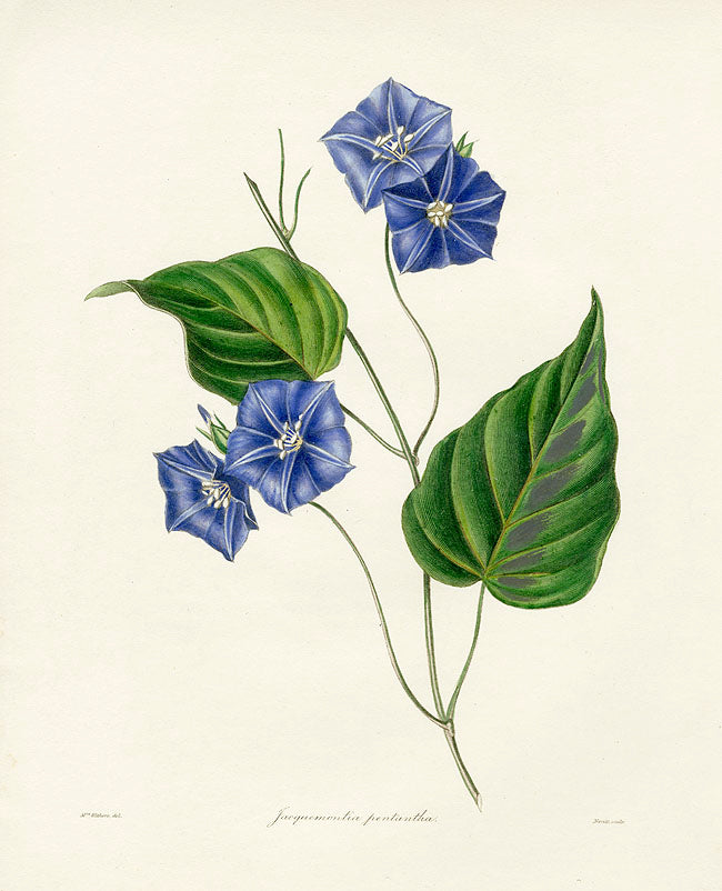 Benjamin Maund 1825 Original Flower Print Jacquemontia