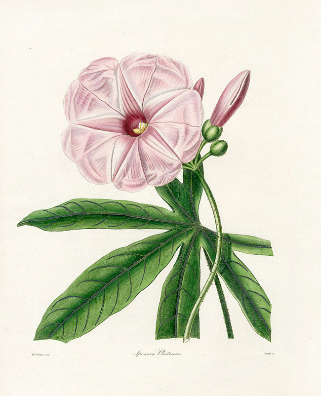 Benjamin Maund 1825 Original Flower Print Plata Ipomoea
