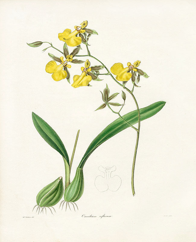 Benjamin Maund 1825 Original Flower Print Reflected Oncidium