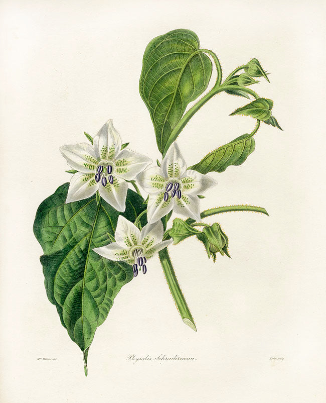Benjamin Maund 1825 Original Flower Print Schrader's Physalis