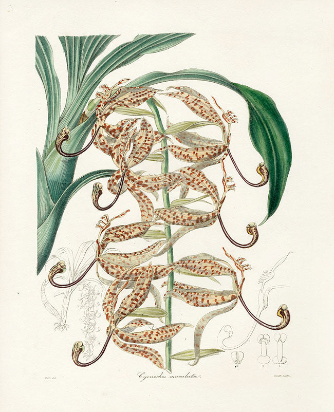 Benjamin Maund 1825 Original Flower Print Spotted Cycnoches