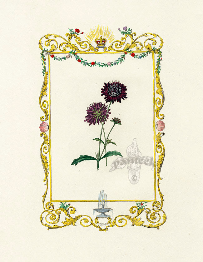 Benjamin Maund 1825 Original Flower Print Sweet Scabious