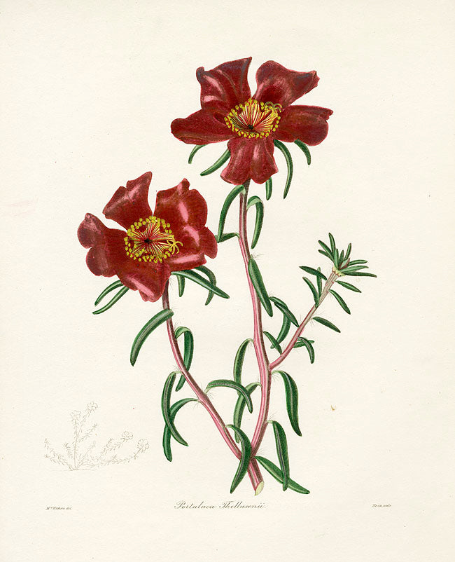 Benjamin Maund 1825 Original Flower Print Thelluson's Portulaca