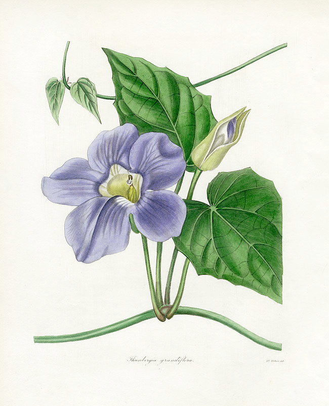 Benjamin Maund 1825 Original Flower Print Thunbergia