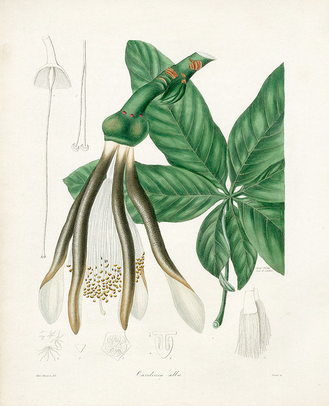 Benjamin Maund 1825 Original Flower Print White Carolinea