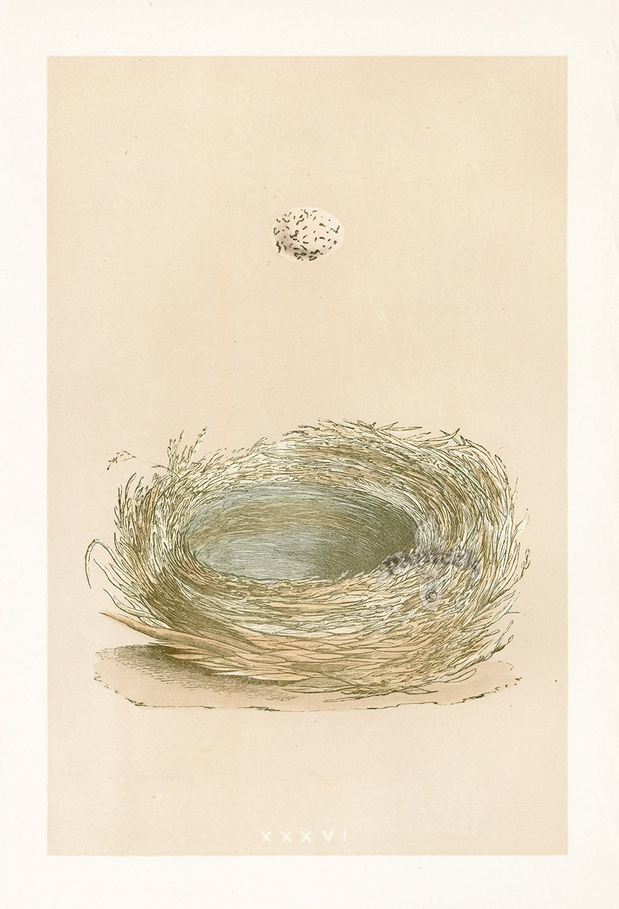 Bird Nest & Eggs Prints Morris 1875 Bearded Tit