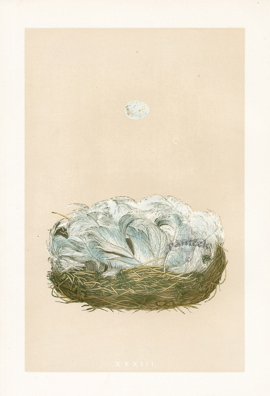 Bird Nest & Eggs Prints Morris 1875 Blue Tit