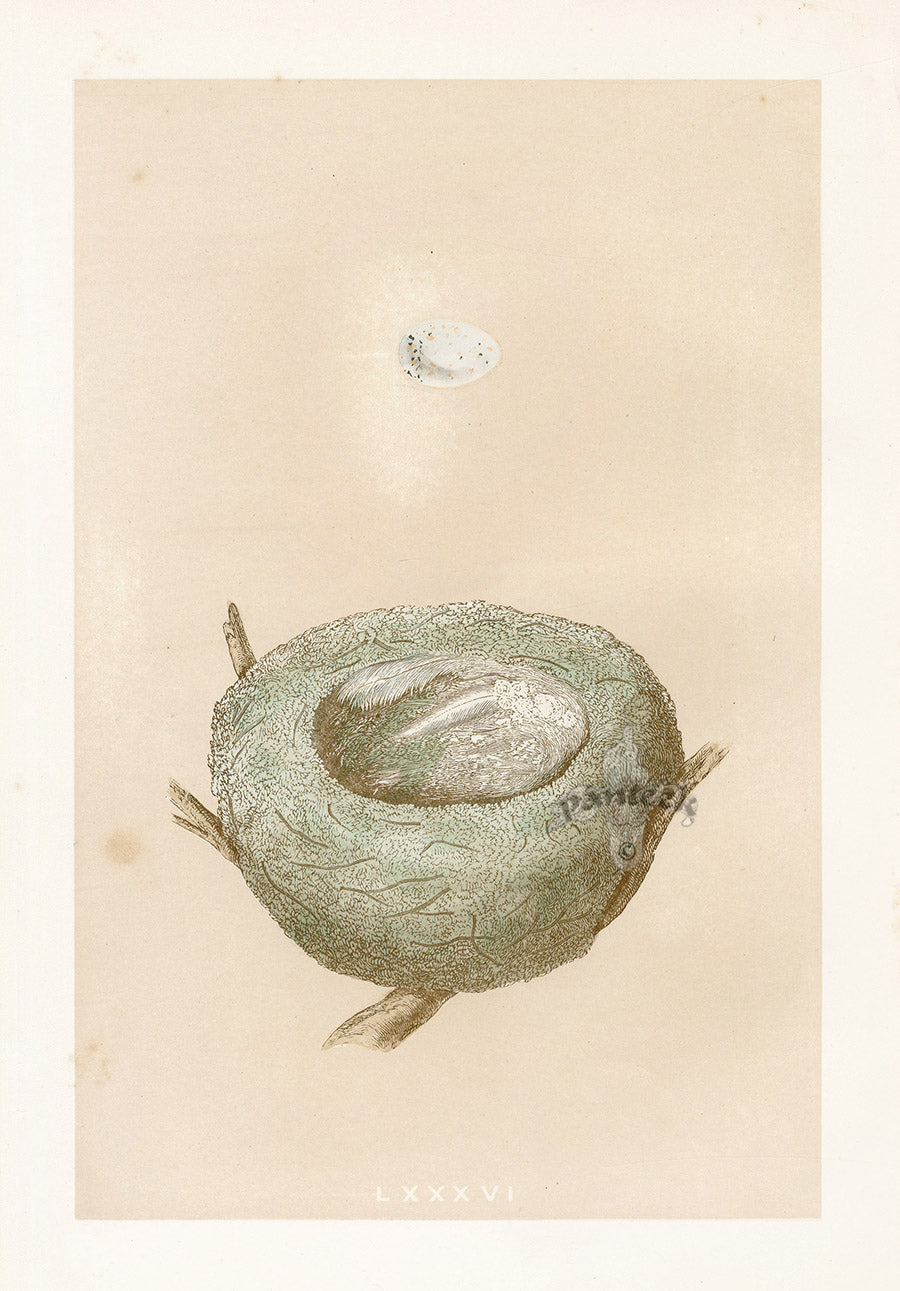 Bird Nest & Eggs Prints Morris 1875 Goldfinch
