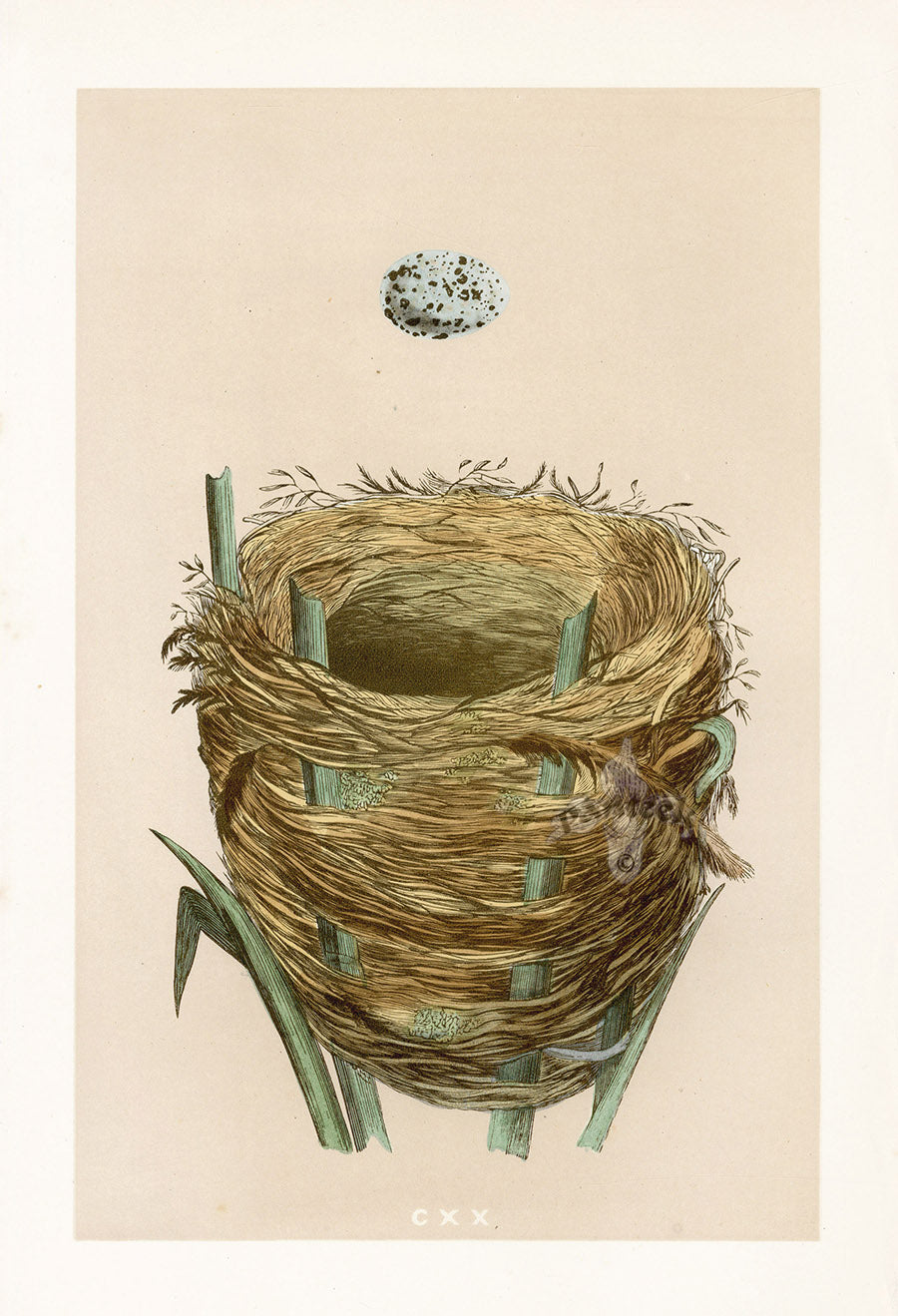 Bird Nest & Eggs Prints Morris 1875 Great Sedge Warbler