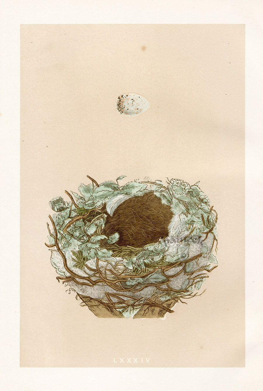 Bird Nest & Eggs Prints Morris 1875 Greenfinch
