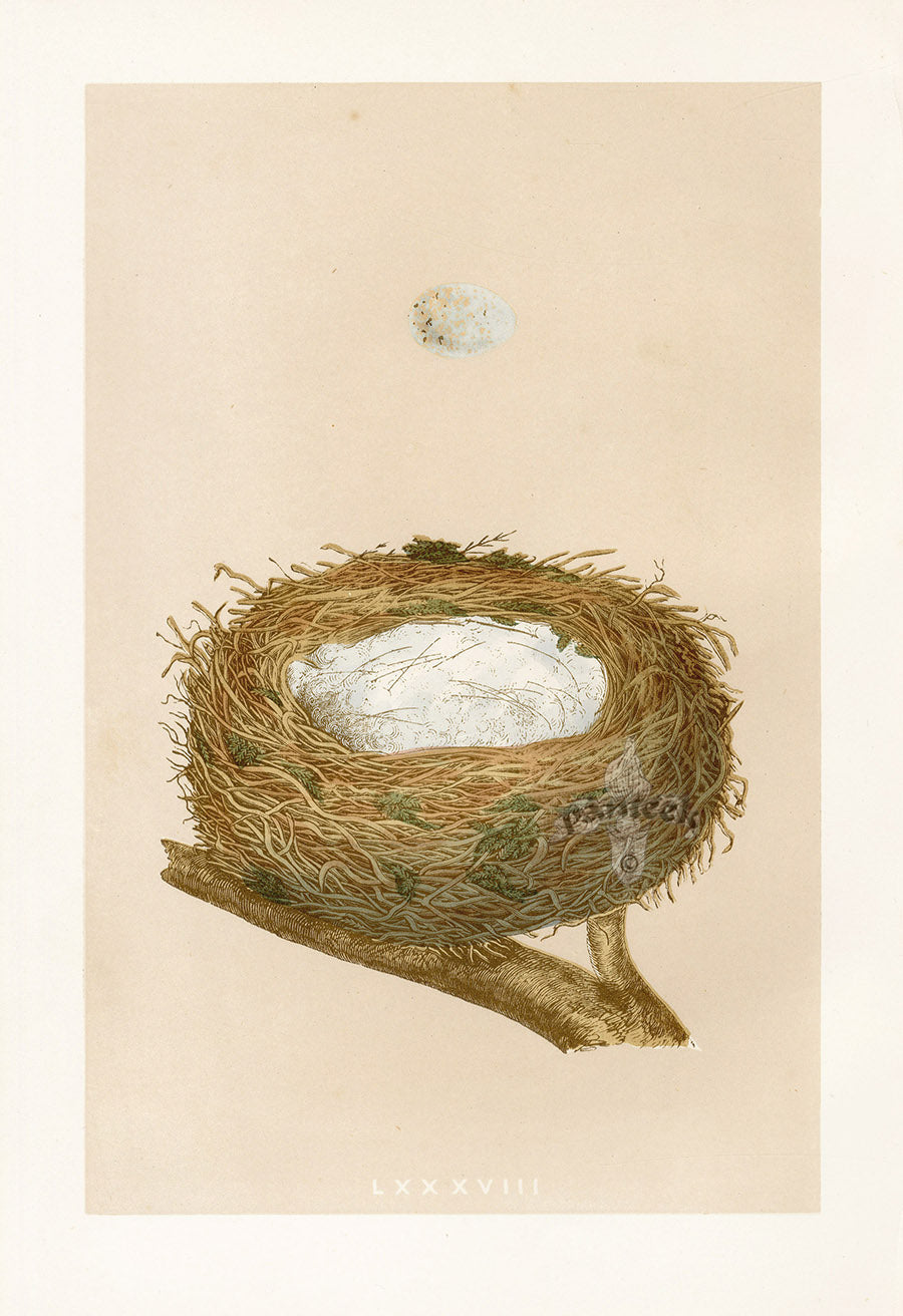 Bird Nest & Eggs Prints Morris 1875 Linnet