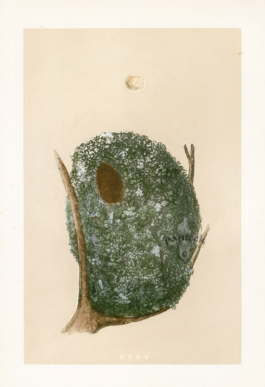 Bird Nest & Eggs Prints Morris 1875 Long Tail Tit