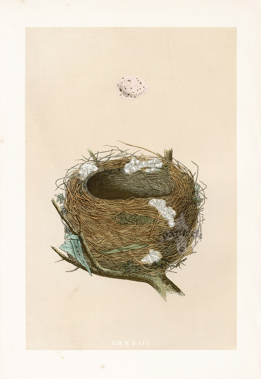 Bird Nest & Eggs Prints Morris 1875 Melodious Willow Warbler