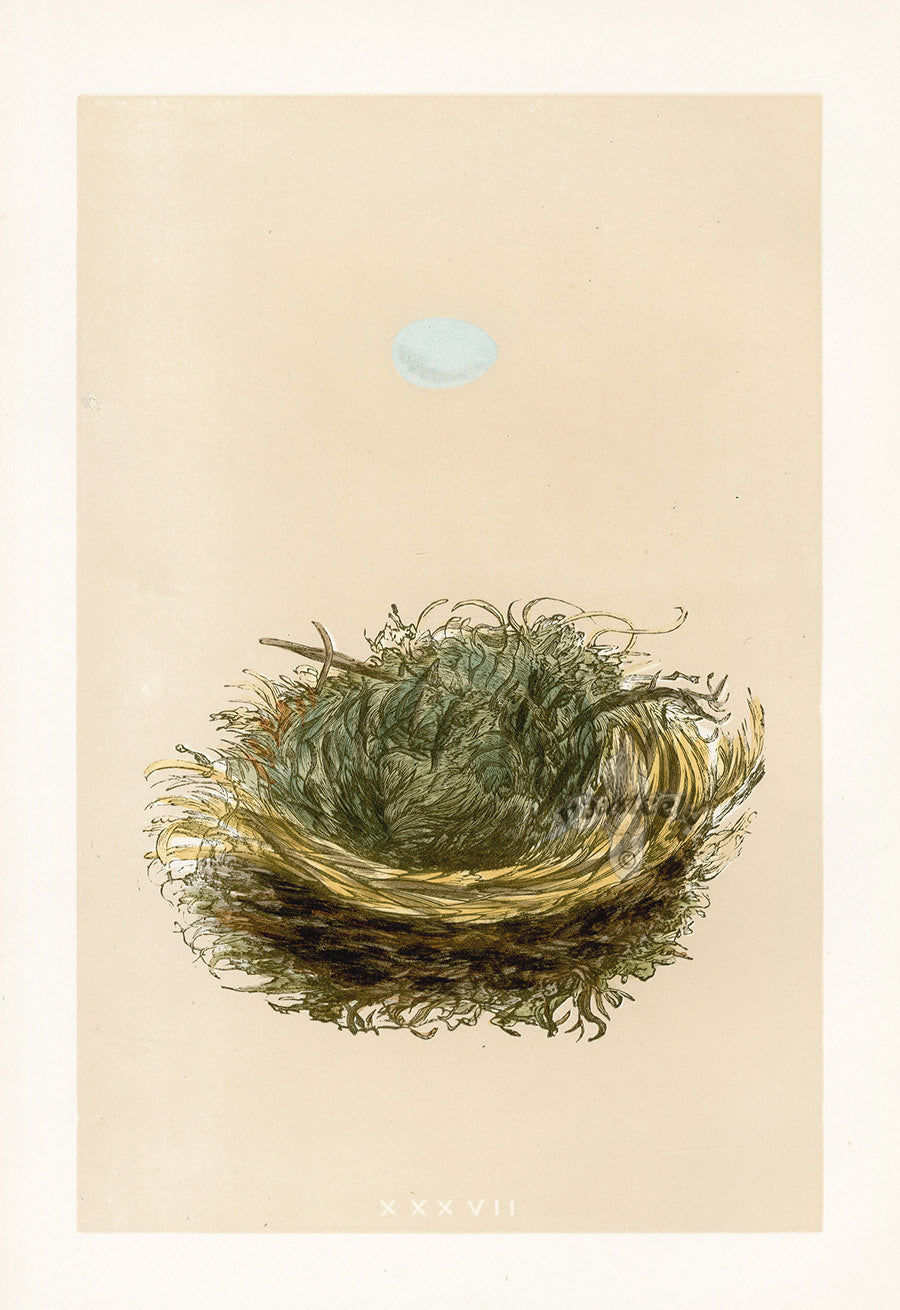 Bird Nest & Eggs Prints Morris 1875 Pied Flycatcher