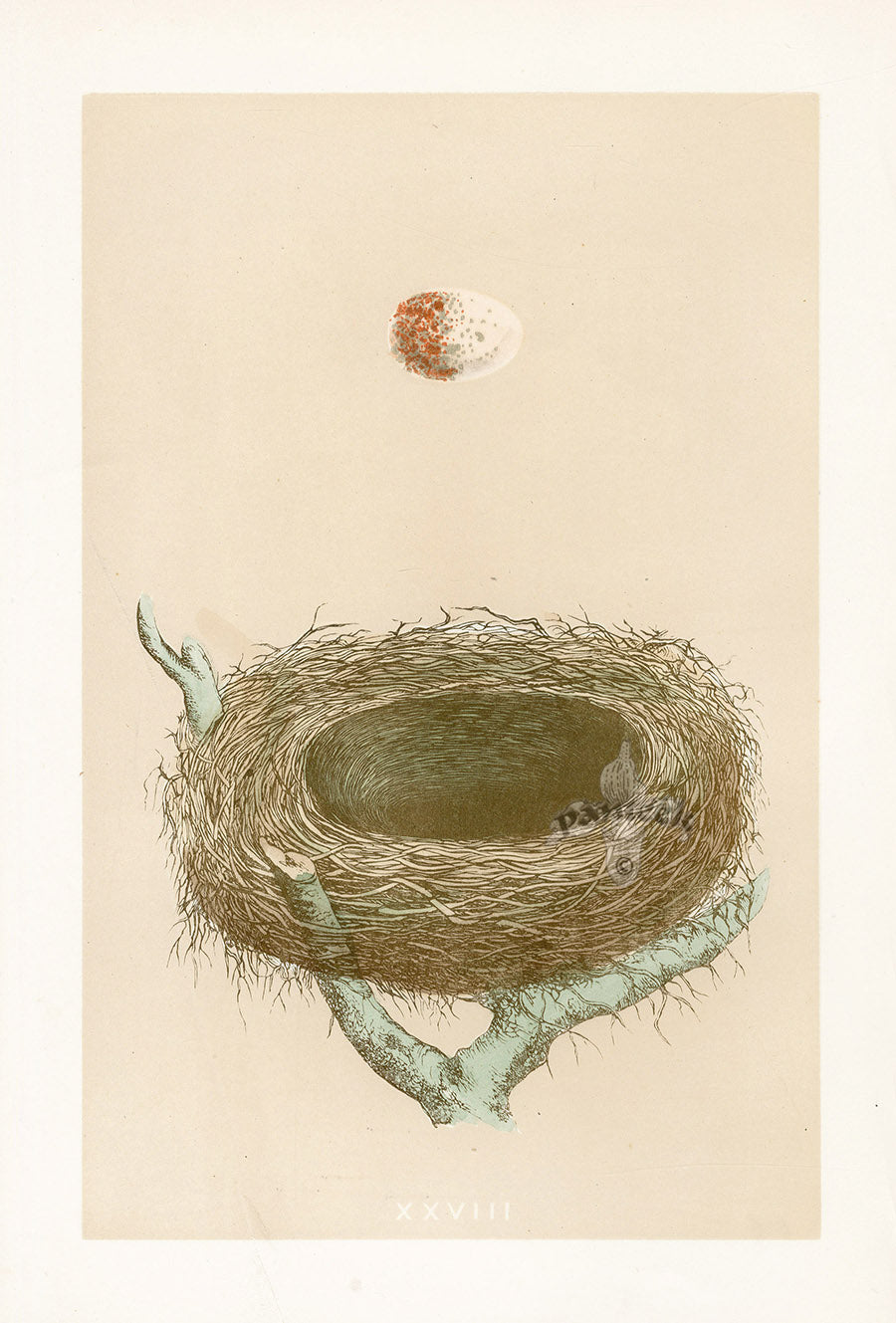 Bird Nest & Eggs Prints Morris 1875 Red Back Shrike