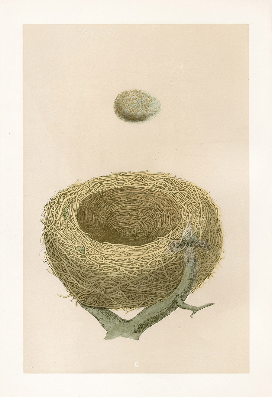 Bird Nest & Eggs Prints Morris 1875 Redwing