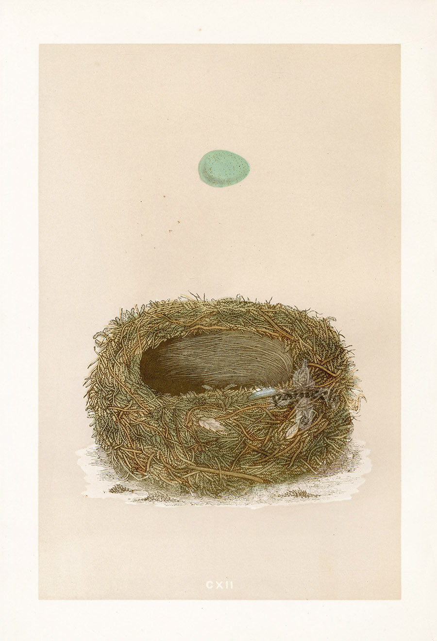 Bird Nest & Eggs Prints Morris 1875 Stonechat
