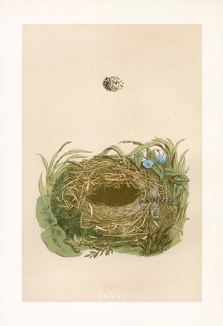 Bird Nest & Eggs Prints Morris 1875 Wood Warbler