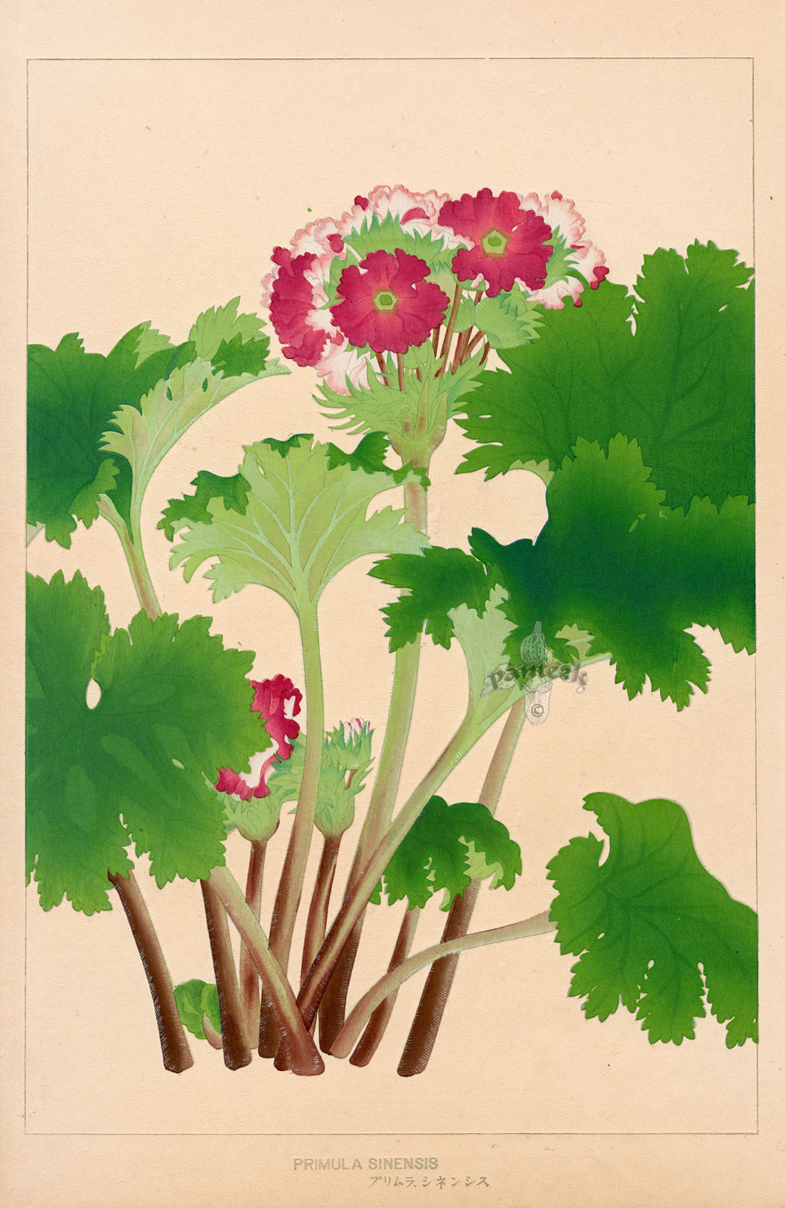 Chigusa Soun Primula sinensis