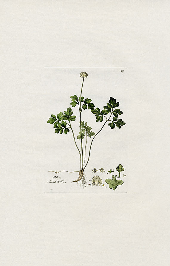 Curtis Flora Adoxa Moschatellina