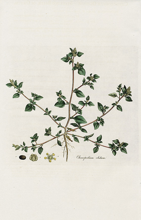Curtis Flora Chenopodium Olidum