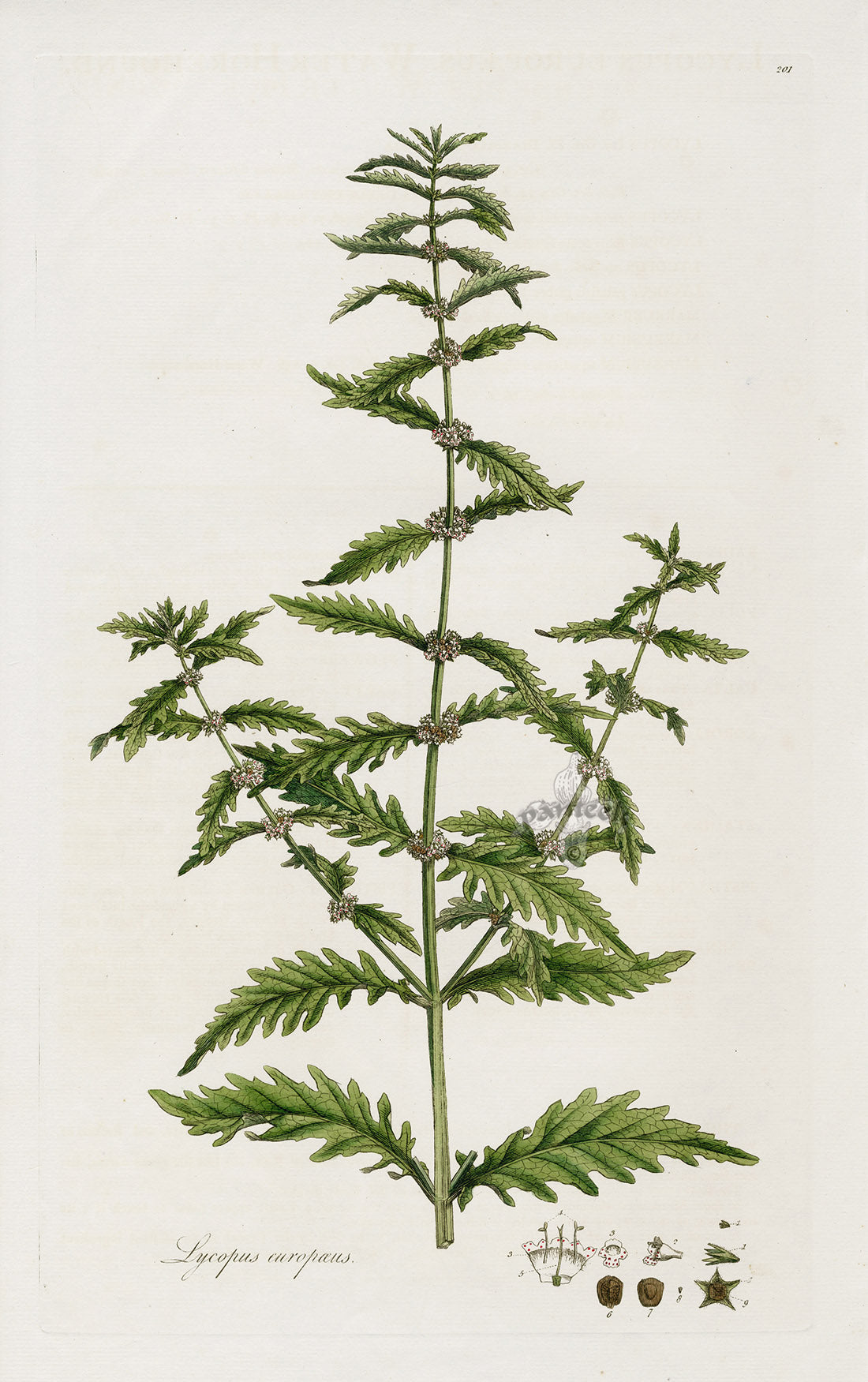 Curtis Flora Lycopus Europaeus