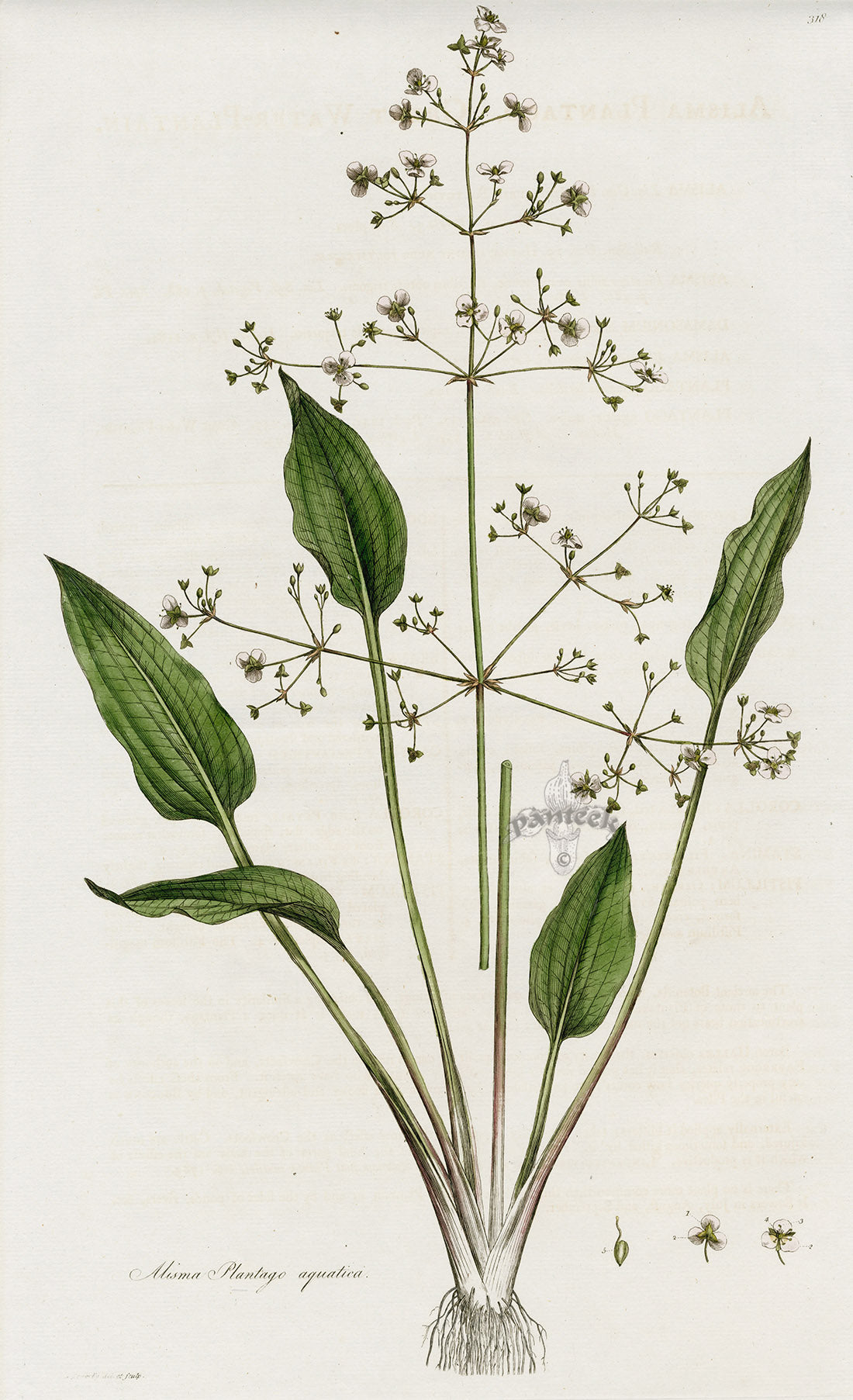 Curtis Flora Primrose