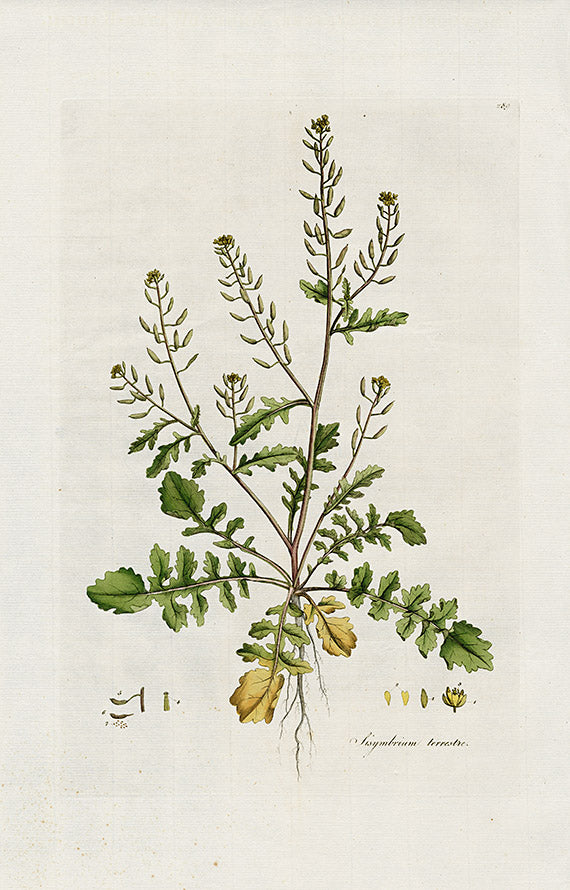 Curtis Flora Sisymbrium Terrestre