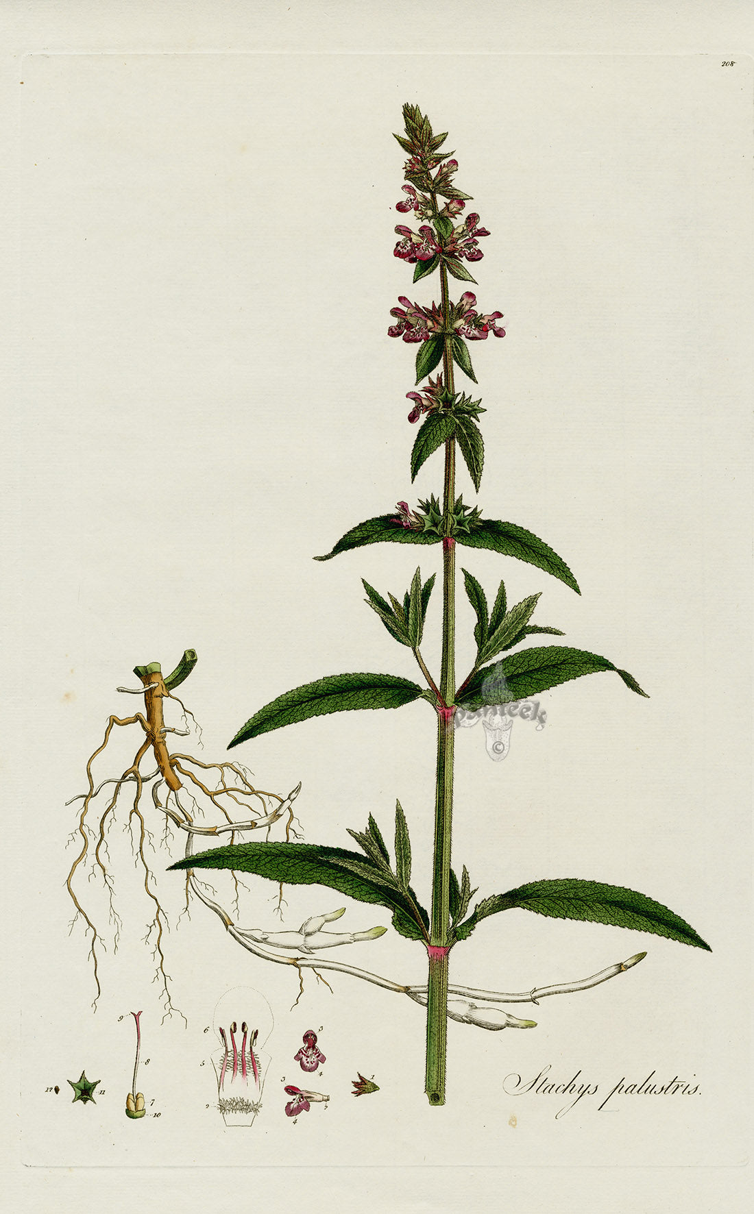 Curtis Flora Stachys Palustris