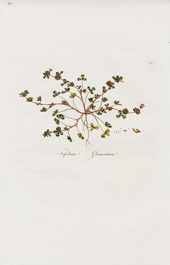 Curtis Flora Trifolium Glomeratum