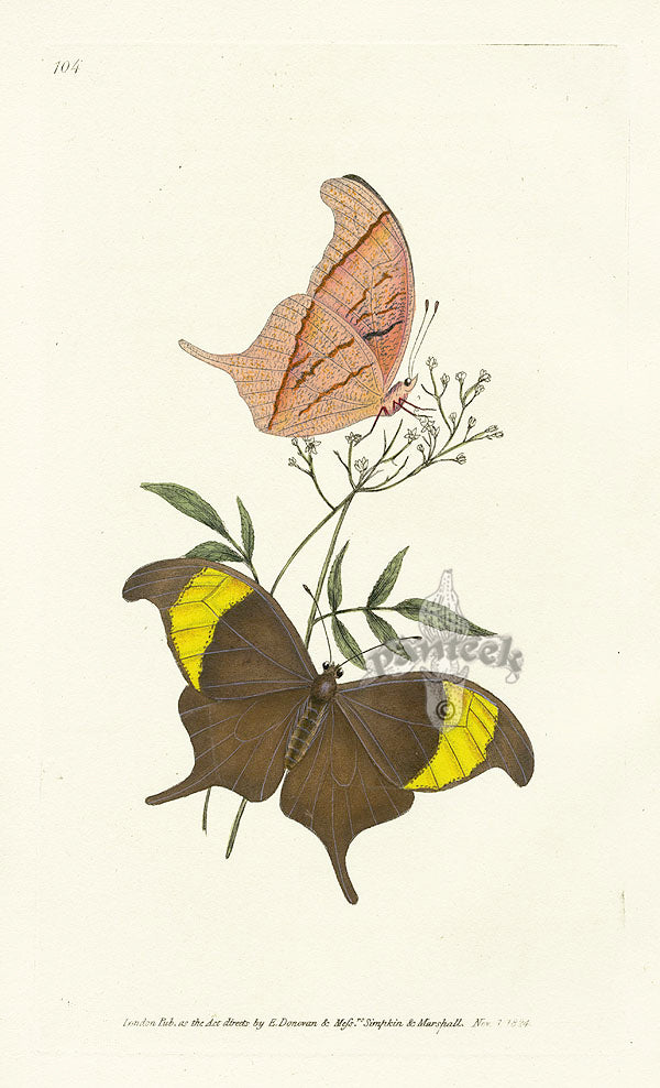 Edward Donovan Original Engraving 1823 Chorinaeus Butterfly