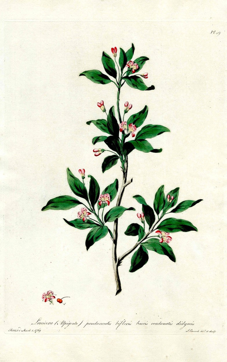 Edwards 1700 Alpine Honeysuckle JEH68