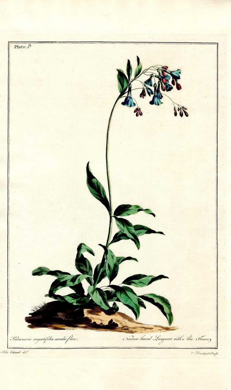 Edwards 1700 Blue Lungwort JEH73