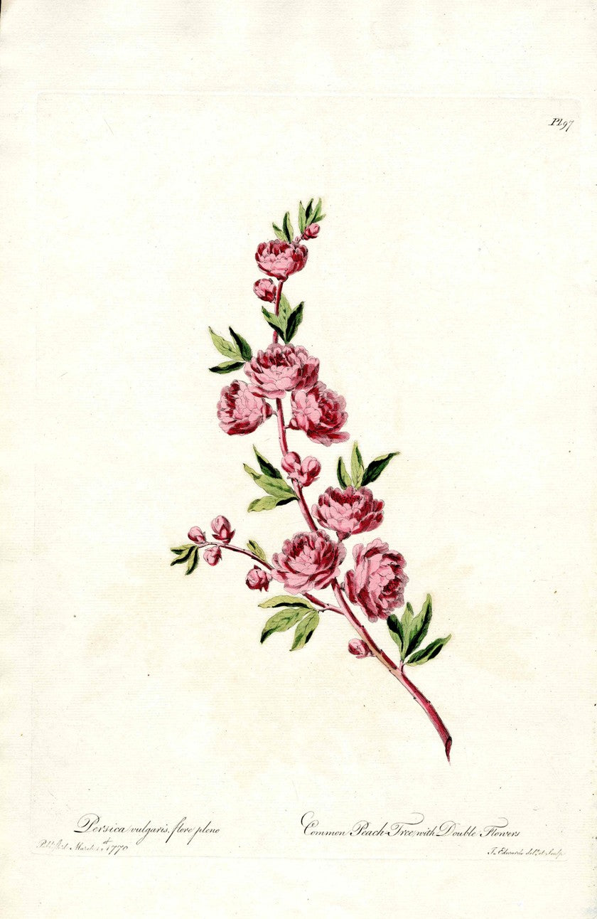 Edwards 1700 Common Peach Tree JEH31